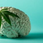 Efectos del cannabis en el cerebro